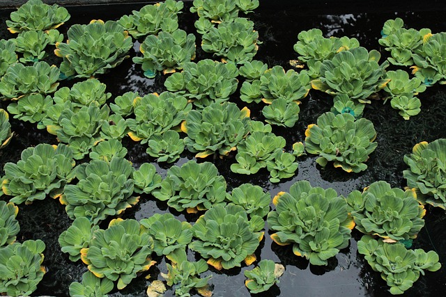 Free Green Water photo and picture