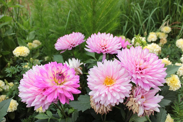 Free Pink Flower Wallpaper photo and picture