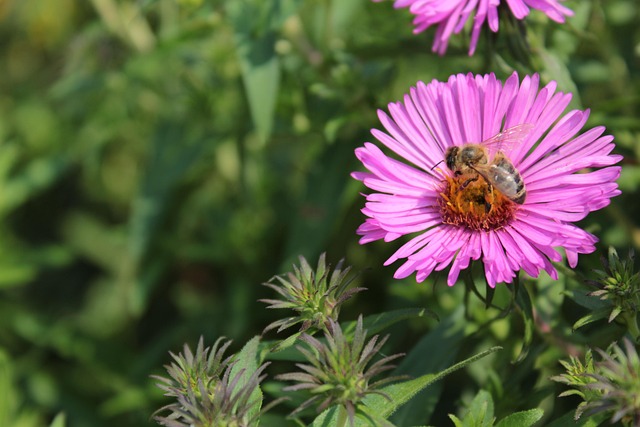 Free Pink Pink Flowers photo and picture