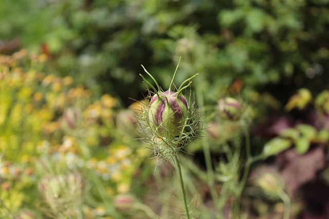 Free Plant Alien photo and picture