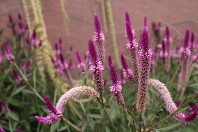 Free Pink Pink Flowers photo and picture