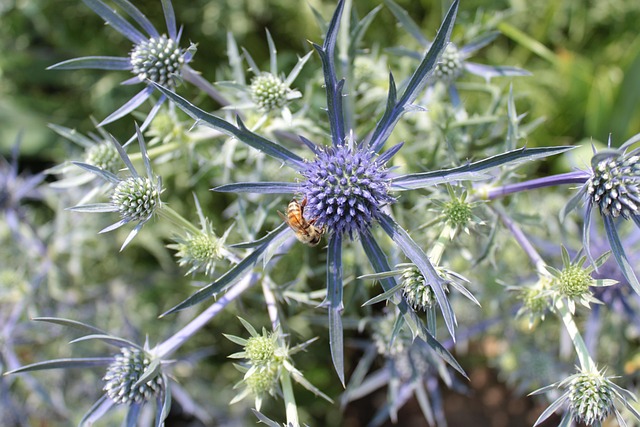 Free Plant Blue photo and picture