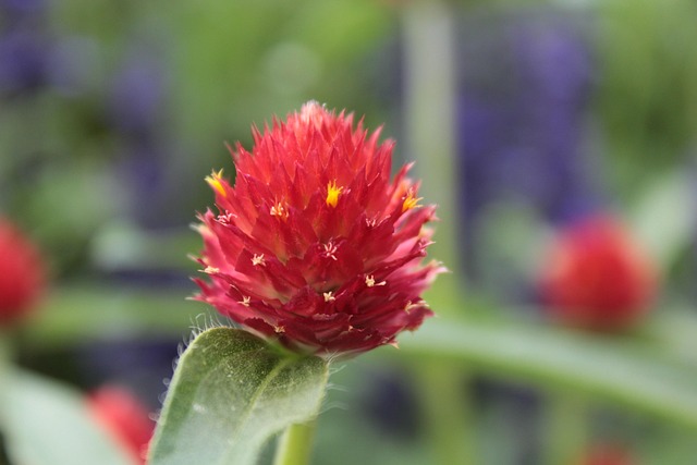Free Red Red Flower photo and picture