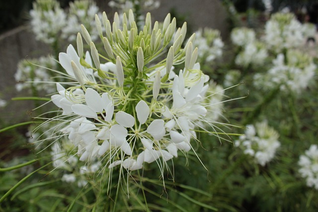 Free Plant Flower photo and picture