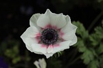 plant, flower, white