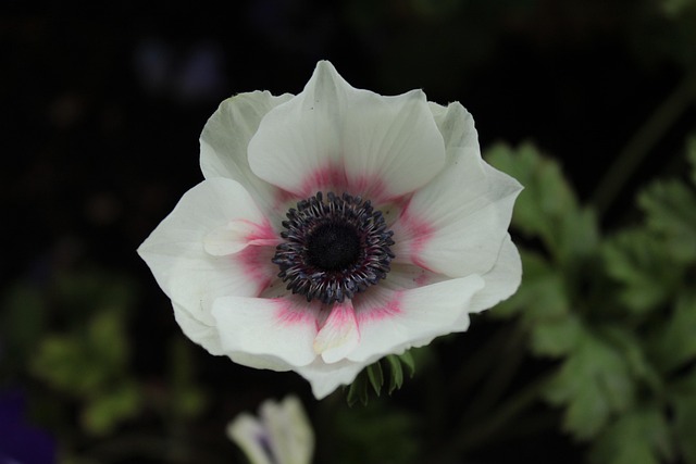 Free Plant Flower photo and picture