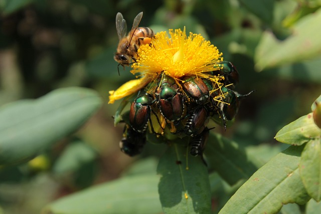 Free Plant Yellow photo and picture