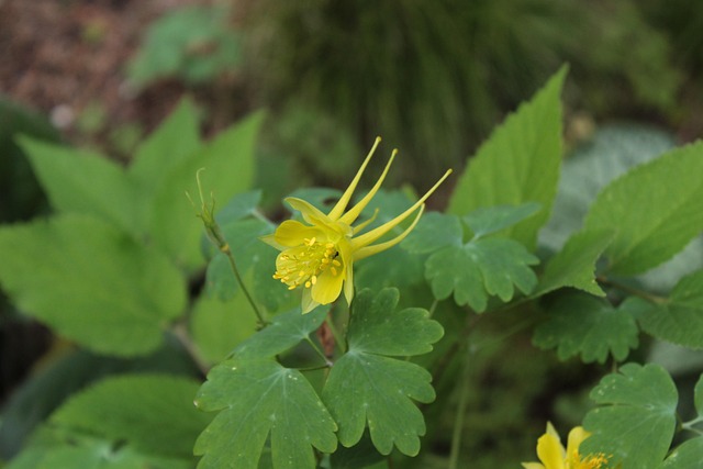 Free Yellow Flower Wallpaper photo and picture