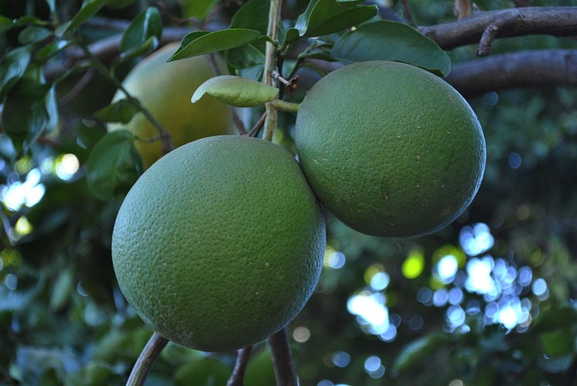 Pample Pamplemousse Rose Fruit Fruits - Photo gratuite sur Pixabay - Pixabay