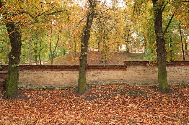 Free Autumn Leaves photo and picture