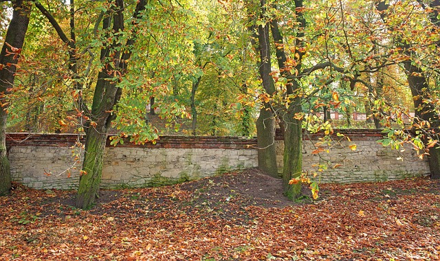 Free Autumn Leaves photo and picture