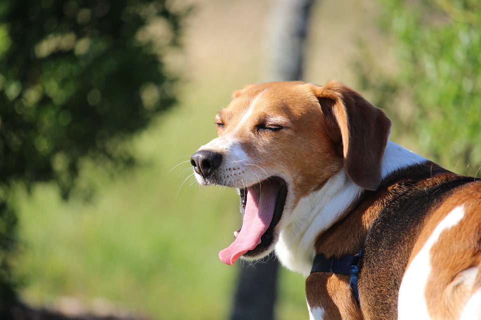 Beagle, Bostezo, Pereza, Cansado, El Amor, Perro