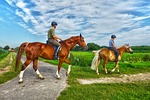 animal, mammal, horse
