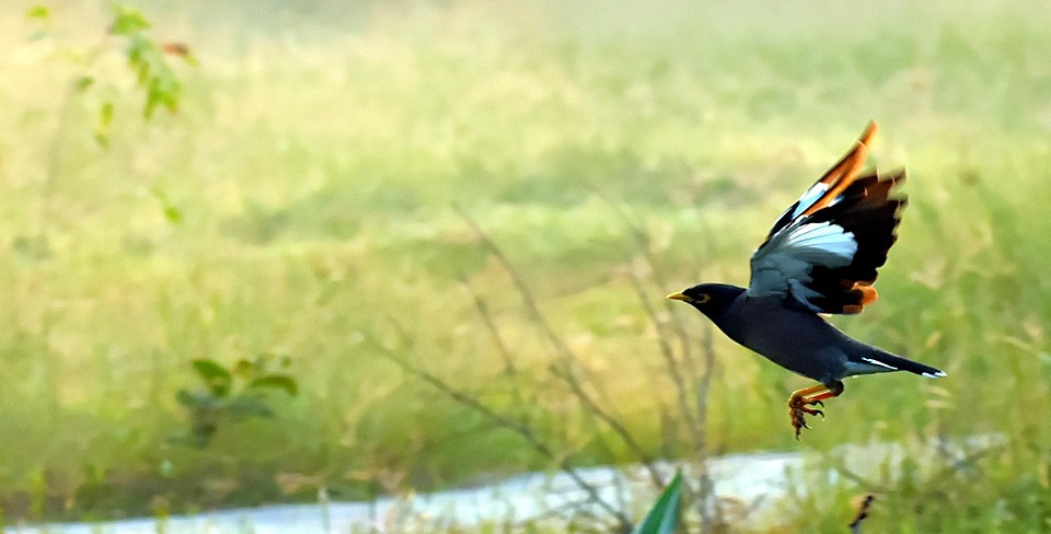 Mynah Flying Bird - Free photo on Pixabay - Pixabay