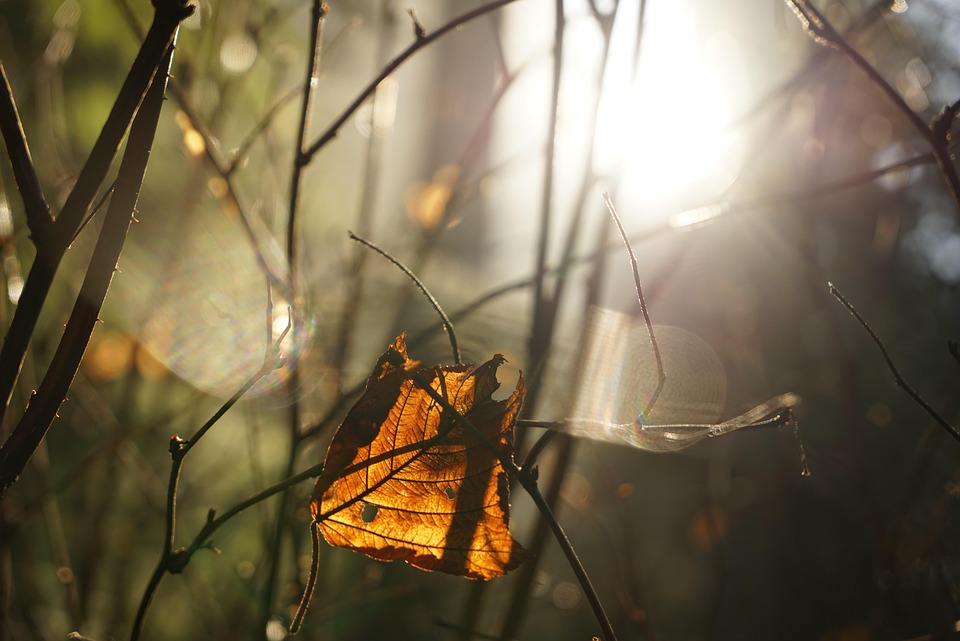 枯叶 树枝 树丛 Pixabay上的免费照片 Pixabay
