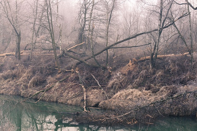 Free River Forest photo and picture