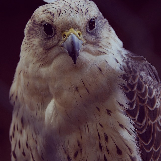 Hawk, Fugl, Ørn, Flyvningen, Fjer