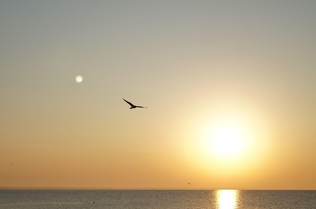 Måge, Sol, Hav, Kyst, Solnedgang