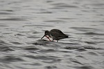 animal, river, waterside