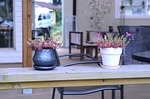 flowers, potted plant, bonsai