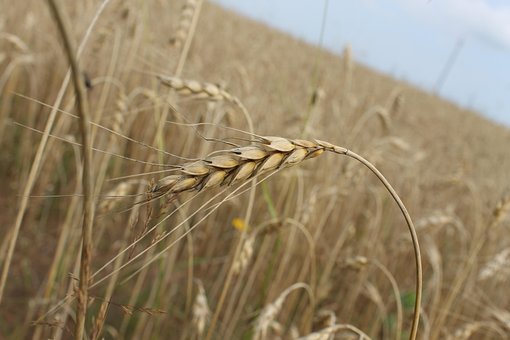 Free Field Ears Of Corn photo and picture