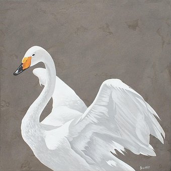 Schwan, Schwäne, Vögel, Vogel, Weiß