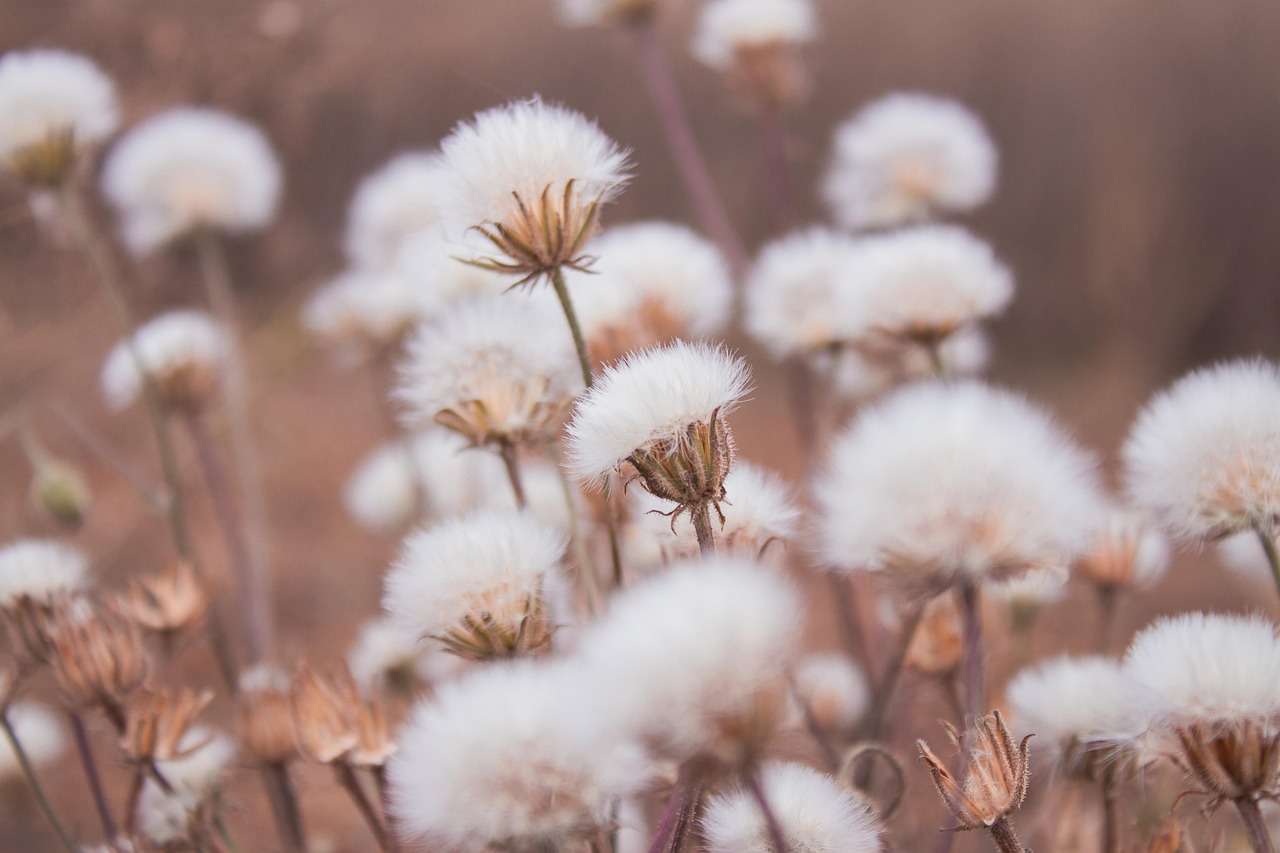 Mauvaises Herbes Jardin Potager - Photo gratuite sur Pixabay