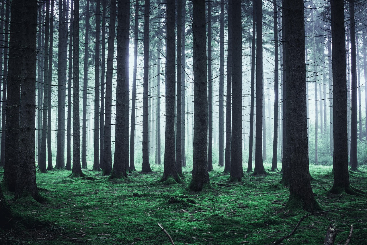Forest - free online jigsaw puzzle photo