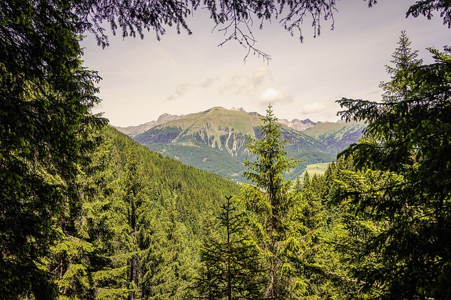 Free Mountains Forest photo and picture