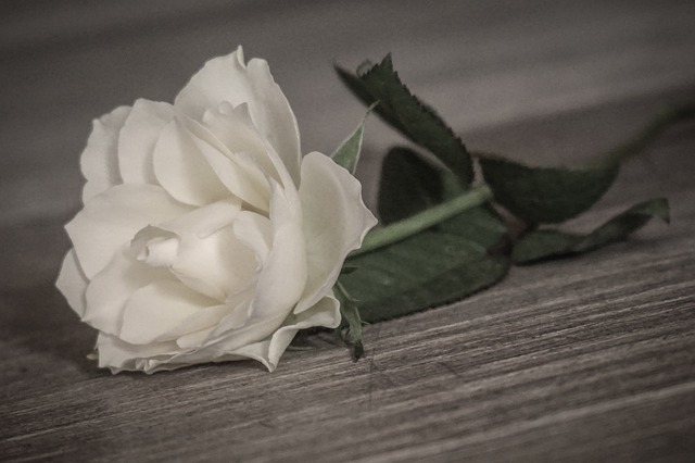Free Rose Romantic photo and picture