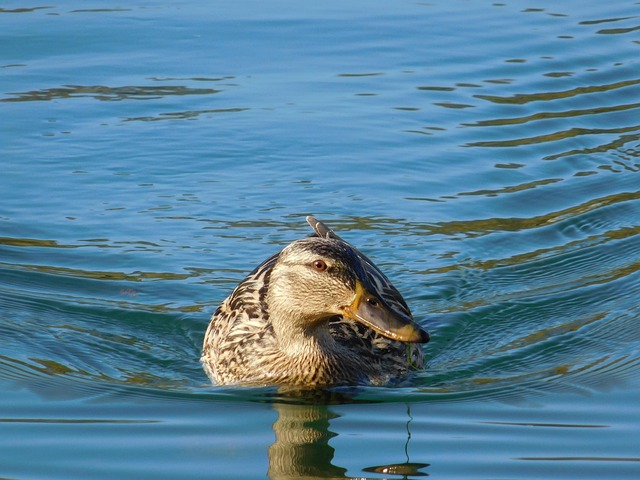 Ente, Meer, Wasser, Tier, Vogel