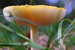 poisonous mushrooms, plaques, amanita