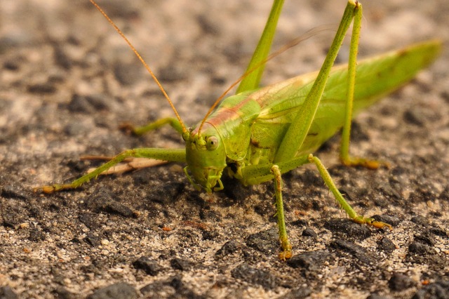 Free Grasshopper Green photo and picture