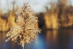 autumn, background, beautiful