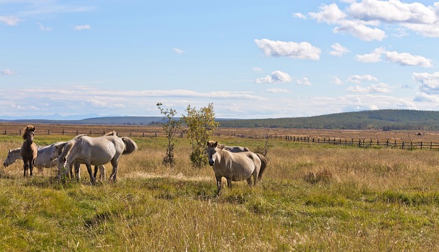 Free Horse Nature photo and picture