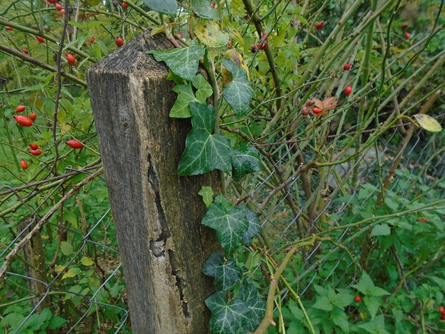 Free Fence Wood photo and picture