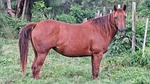 horse, calm, keen
