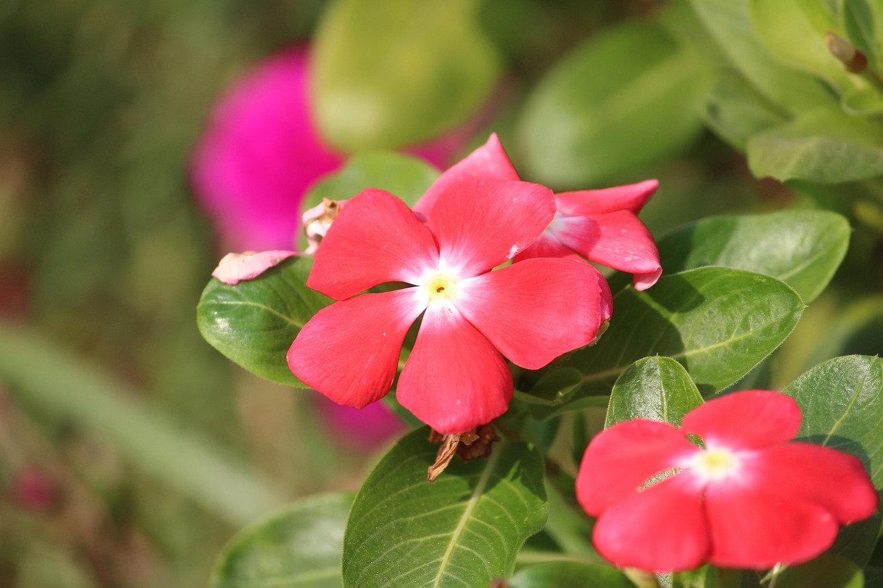Bunga Merah Jambu Bunga-Bunga - Foto gratis di Pixabay - Pixabay