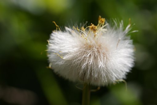 Blume, Natur, Gelb, Pflanzen