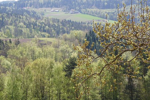 Landschaft, Ansicht, Natur, Bäume, Feder