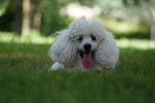 Hund, Haustier, Pudel, Tiere, Porträt