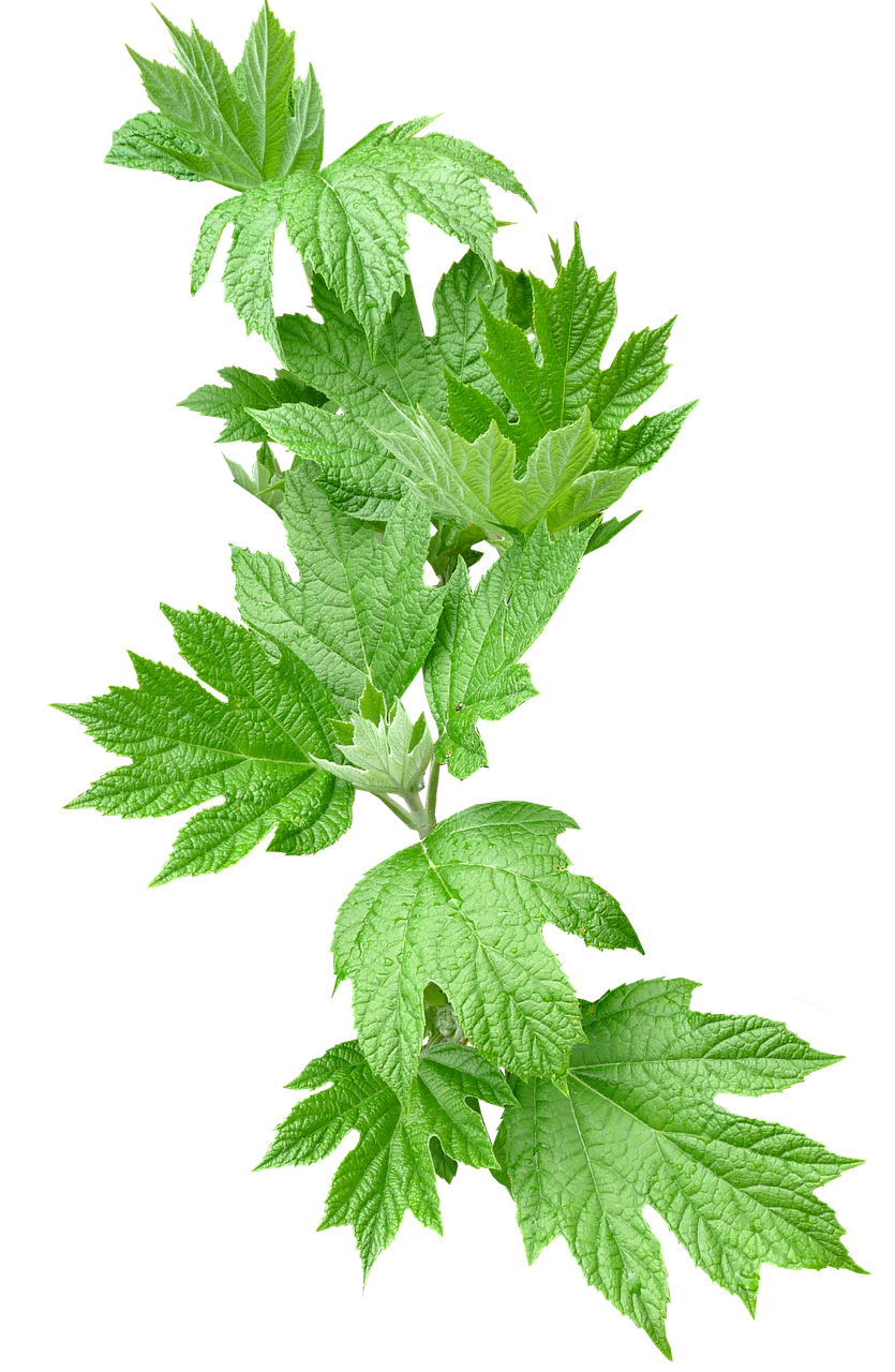3,000+ Free Greeneries & Greenery Images Pixabay