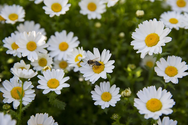 Blomst, Forår, Felt, Blomster, Natur