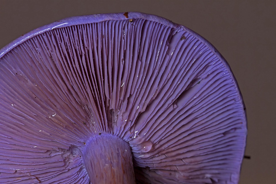 Violetter Rötelritterling, Pilz, Waldpilz, Lamellen