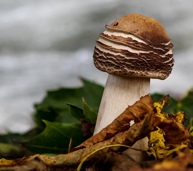 Free Mushroom Autumn Mushroom photo and picture
