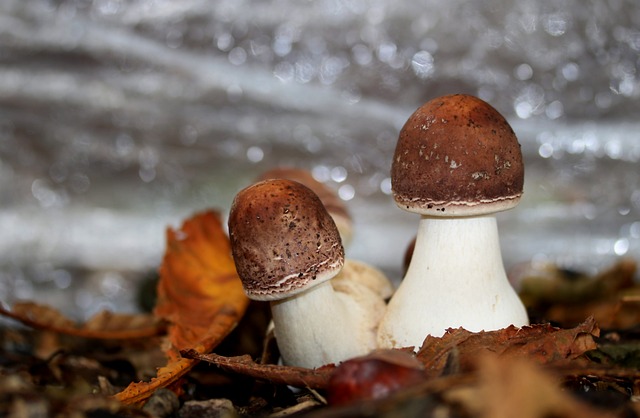 Free Mushroom Autumn Mushroom photo and picture