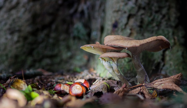 Free Mushroom Autumn Mushroom photo and picture