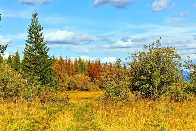 Free Autumn Forest photo and picture