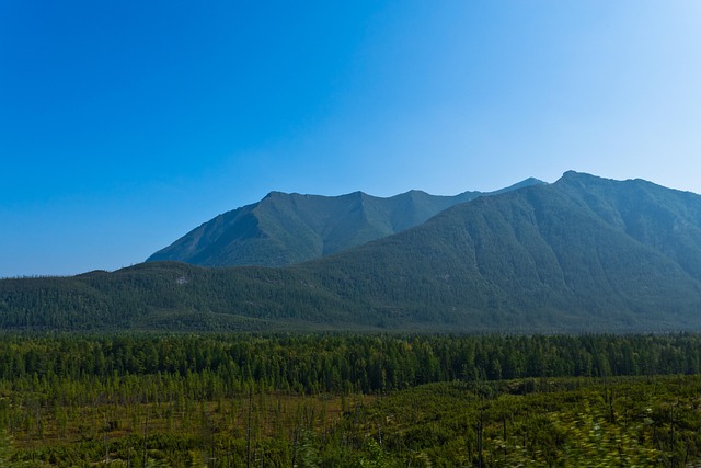 Free Forest Top photo and picture