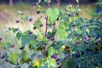 wild flowers, ragworts, weed